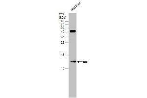 WB Image Rat tissue extract (50 μg) was separated by 15% SDS-PAGE, and the membrane was blotted with DDT antibody [N1C3] , diluted at 1:500. (DDT antibody)