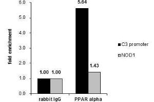 ChIP Image Cross-linked ChIP was performed with HepG2 chromatin extract and 5 μg of either control rabbit IgG or anti-PPAR alpha antibody. (PPARA antibody  (N-Term))
