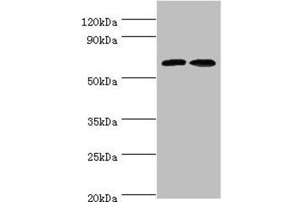 CREB3L2 antibody  (AA 1-247)