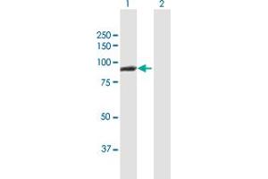 Western Blot analysis of CTNNAL1 expression in transfected 293T cell line by CTNNAL1 MaxPab polyclonal antibody. (CTNNAL1 antibody  (AA 1-734))