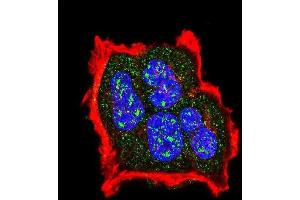 Confocal immunofluorescent analysis of Phospho-TSC2- Antibody (ABIN389864 and ABIN2839724) with MCF-7 cell followed by Alexa Fluor 488-conjugated goat anti-rabbit lgG (green). (Tuberin antibody  (pSer1420))