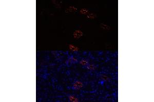 Immunofluorescence analysis of rat kidney cells using  antibody (ABIN7265652) at dilution of 1:100. (AQP2 antibody  (AA 147-271))