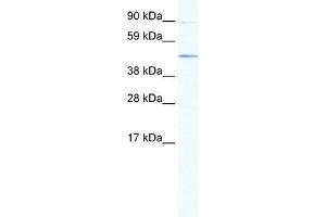 SITPEC antibody (20R-1136) used at 1 ug/ml to detect target protein. (ECSIT antibody  (Middle Region))
