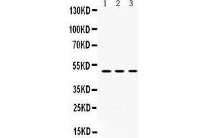 Western Blotting (WB) image for anti-Oligodendrocyte Myelin Glycoprotein (OMG) (AA 64-99), (N-Term) antibody (ABIN3043375) (OMG antibody  (N-Term))