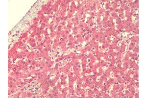 Anti-IFLTD1 antibody IHC staining of human liver. (LMNTD1/IFLTD1 antibody  (Internal Region))