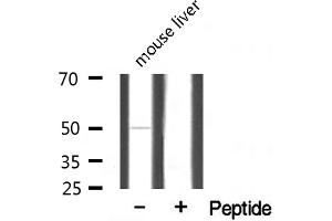 Western blot analysis of extracts from mouse brain, using MRPS7 antibody. (CEP57 antibody  (Internal Region))