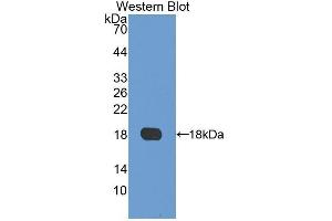 Western Blotting (WB) image for anti-Laminin, alpha 4 (LAMa4) (AA 102-234) antibody (ABIN1859598) (LAMa4 antibody  (AA 102-234))