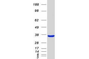 Validation with Western Blot (Annexin A3 Protein (ANXA3) (Myc-DYKDDDDK Tag))