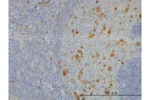 Immunoperoxidase of monoclonal antibody to AKR1A1 on formalin-fixed paraffin-embedded human tonsil. (AKR1A1 antibody  (AA 1-325))