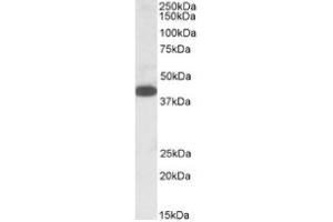 Image no. 1 for anti-alpha-1,4-N-Acetylglucosaminyltransferase (A4GNT) (C-Term) antibody (ABIN487976) (A4GNT antibody  (C-Term))