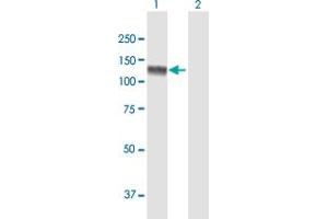 Western Blot analysis of USP20 expression in transfected 293T cell line by USP20 MaxPab polyclonal antibody.