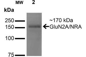 Western Blot analysis of Monkey COS cells transfected with GFP-tagged NR2A showing detection of ~170 kDa GluN2A/NR2A protein using Mouse Anti-GluN2A/NR2A Monoclonal Antibody, Clone S327-95 .