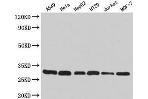 Western Blotting (WB) image for anti-Replication Protein A2, 32kDa (RPA2) (AA 1-267) antibody (ABIN7167697)