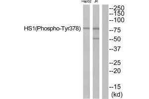 Western blot analysis of extracts from JurKat cells and HepG2 cells, using HS1 (Phospho-Tyr378) antibody. (HCLS1 antibody  (pTyr378))