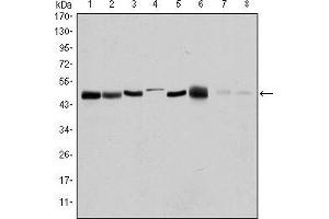 Western blot analysis using AURKA mouse mAb against HEK293 (1), Sw620 (2), MCF-7 (3), Jurkat (4), Hela (5), HepG2 (6), Cos7 (7) and PC-12 (8) cell lysate. (Aurora A antibody)