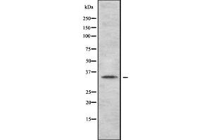 Western blot analysis of OR2A2 expression in HEK293 cells ,The lane on the left is treated with the antigen-specific peptide. (OR2A2 antibody  (Internal Region))