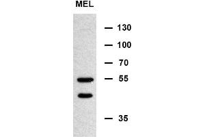 MIN Antibody (N-term) (ABIN654085 and ABIN2843973) western blot analysis in murine erythroleukemia cell line lysates (35 μg/lane). (MINPP1 antibody  (N-Term))