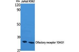 Western Blot (WB) analysis of Jurkat and K562 cells using Olfactory receptor 10AG1 Polyclonal Antibody. (OR10AG1 antibody  (C-Term))