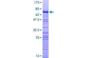 PA2G4 Protein (AA 1-394) (GST tag)