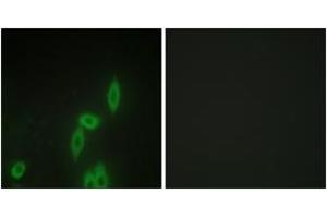 Immunofluorescence analysis of HepG2 cells, using PCDH-X/Y Antibody. (PCDH-X/Y (AA 531-580) antibody)