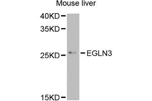 Western blot analysis of extracts of mouse liver, using EGLN3 antibody (ABIN5974477) at 1/1000 dilution. (EGLN3 antibody)