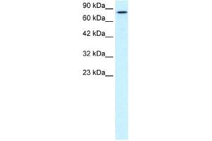 Human HepG2; WB Suggested Anti-KIF3B Antibody Titration: 0. (KIF3B antibody  (C-Term))