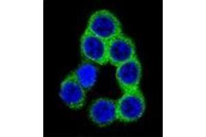 Confocal immunofluorescent analysis of Ephrin-B2 Antibody  with 293 cell followed by Alexa Fluor 488-conjugated goat anti-rabbit lgG (green). (Ephrin B2 antibody  (Middle Region))