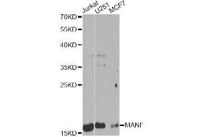 Western blot analysis of extracts of various cell lines, using MANF Antibody. (MANF antibody  (AA 25-182))
