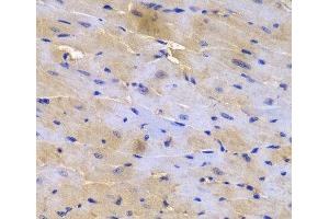 Immunohistochemistry of paraffin-embedded Mouse heart using SGCE Polyclonal Antibody at dilution of 1:200 (40x lens). (SGCE antibody)