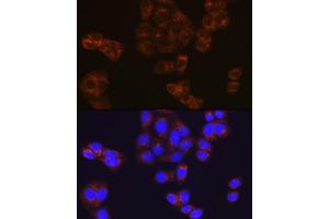 Immunofluorescence analysis of HeLa cells using BMP4 Rabbit mAb (ABIN7265898) at dilution of 1:100 (40x lens). (BMP4 antibody)