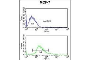 KRT1 Antibody (Center) (ABIN653648 and ABIN2842989) flow cytometric analysis of MCF-7 cells (bottom histogram) compared to a negative control cell (top histogram). (Cytokeratin 1 antibody  (AA 415-443))