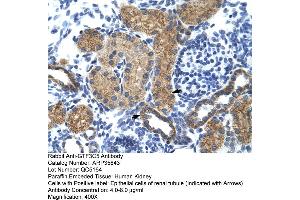 Human kidney (GTF3C5 antibody  (N-Term))