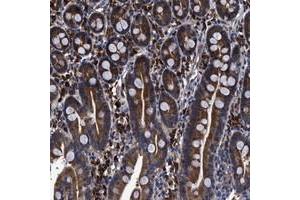 Immunohistochemical staining of human duodenum with C21orf45 polyclonal antibody  strong cytoplasmic positivity in glandular cells at 1:20-1:50 dilution. (C21ORF45 antibody)