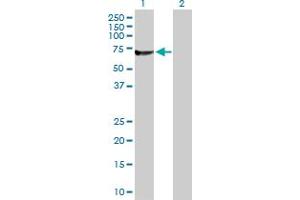 Western Blot analysis of RUFY1 expression in transfected 293T cell line by RUFY1 MaxPab polyclonal antibody.