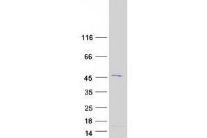 Validation with Western Blot (FAM102A Protein (Transcript Variant 1) (Myc-DYKDDDDK Tag))