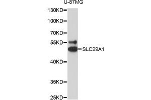 Western blot analysis of extracts of U-87MG cells, using SLC29A1 antibody (ABIN6293826) at 1:3000 dilution. (SLC29A1 antibody)