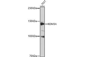 Western blot analysis of extracts of 293T cells, using KDM3A antibody (ABIN1680576, ABIN3015992, ABIN3015993 and ABIN6219489) at 1:1000 dilution. (KDM3A antibody  (AA 1-300))