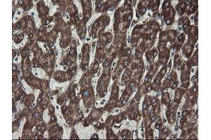 Image no. 4 for anti-Family with Sequence Similarity 164, Member A (FAM164A) antibody (ABIN1498198) (FAM164A antibody)