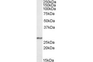 Image no. 1 for anti-NADH Dehydrogenase (Ubiquinone) Fe-S Protein 3, 30kDa (NADH-Coenzyme Q Reductase) (NDUFS3) (AA 42-56) antibody (ABIN462696)