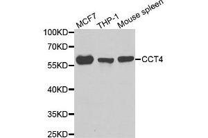 Western blot analysis of extracts of various cell lines, using CCT4 antibody. (CCT4 antibody)