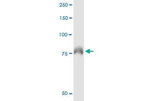 Immunoprecipitation of DEF6 transfected lysate using anti-DEF6 monoclonal antibody and Protein A Magnetic Bead , and immunoblotted with DEF6 monoclonal antibody. (DEF6 antibody  (AA 1-336))