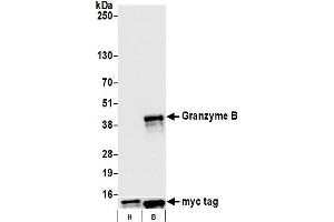 Western Blotting (WB) image for anti-Granzyme B (GZMB) (AA 19-247) antibody (ABIN7449554)