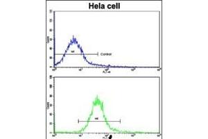 Flow cytometric analysis of hela cells using Nanos Homologue 1 (NANOS1) Antibody (C-term)(bottom histogram) compared to a negative control cell (top histogram).
