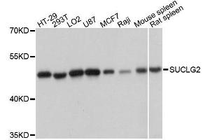 Western blot analysis of extracts of various cell lines, using SUCLG2 antibody (ABIN5996555) at 1:3000 dilution. (SUCLG2 antibody)