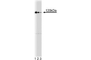 Western blot analysis of Ras-GAP on a MDCK cell lysate (Canine kidney, ATCC CCL-34).