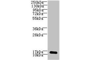 Western blot All lanes: LSM7 antibody at 3 μg/mL + HepG2 whole cell lysate Secondary Goat polyclonal to rabbit IgG at 1/10000 dilution Predicted band size: 12 kDa Observed band size: 12 kDa (LSM7 antibody  (AA 2-103))