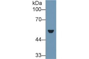 Western blot analysis of Rat Lung lysate, using Rat KRT7 Antibody (1 µg/ml) and HRP-conjugated Goat Anti-Rabbit antibody (