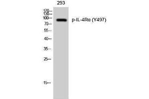 Western Blotting (WB) image for anti-Interleukin 4 Receptor (IL4R) (pTyr497) antibody (ABIN3173183) (IL4 Receptor antibody  (pTyr497))