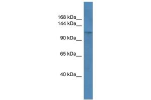 WB Suggested Anti-COL1A1 Antibody Titration: 0.