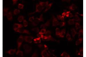 ABIN6274741 staining HepG2 by IF/ICC. (MRPL41 antibody  (C-Term))